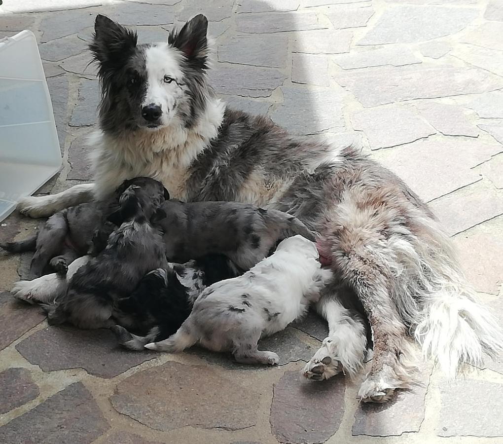 Puffele B&B Enego Bagian luar foto